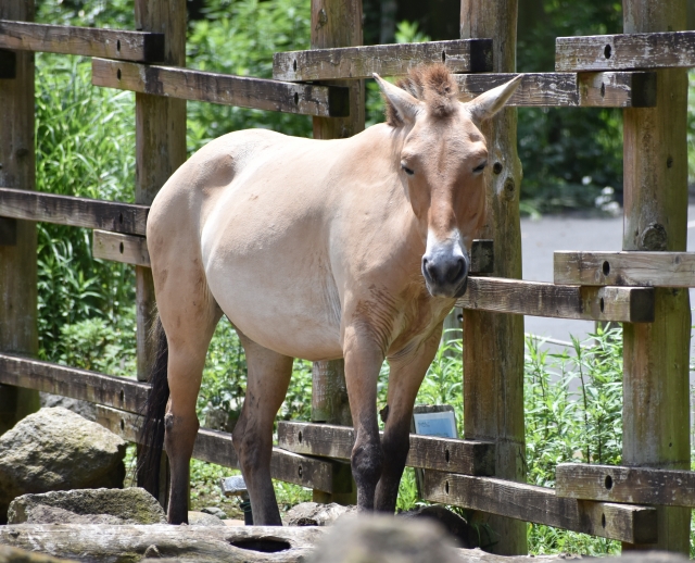 千葉で人気の乗馬クラブはホームページを観るだけでも面白い｜載っている情報の例