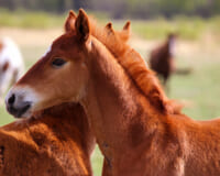 千葉のクラブで乗馬体験をして乗馬技術の向上を目指す！