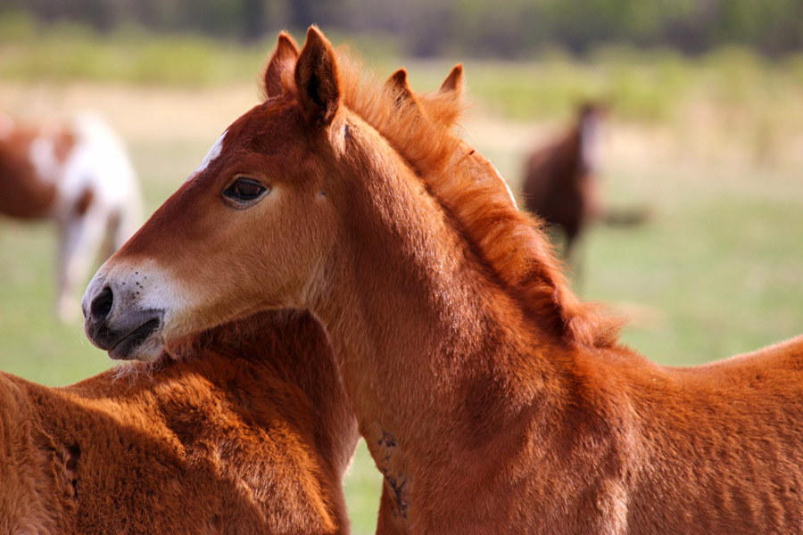 千葉のクラブで乗馬体験をして乗馬技術の向上を目指す！